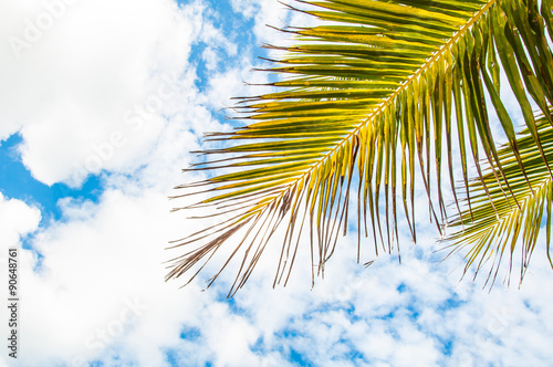 Coconut tree branch and blue sky background