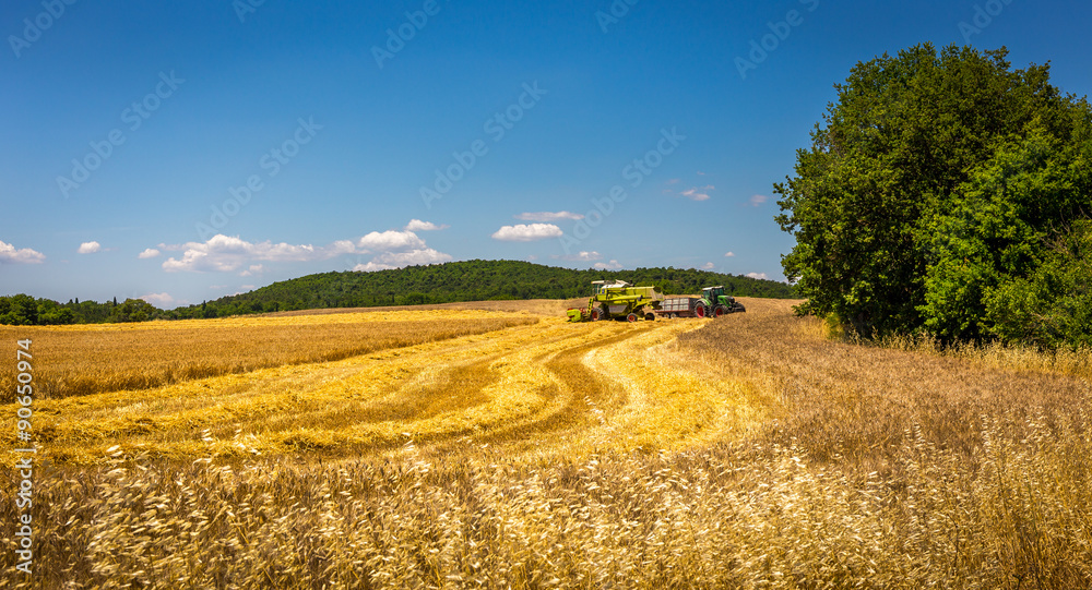 Harvesting in Tuscany