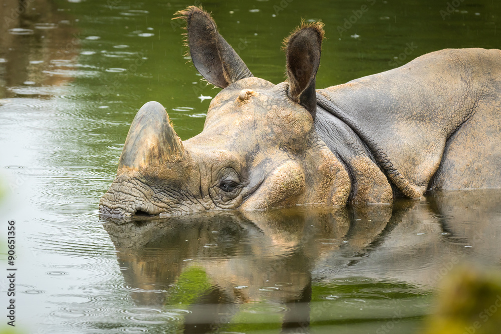Naklejka premium Indian rhino swimming