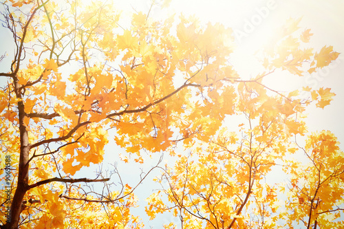 Autumn tree with sunlight