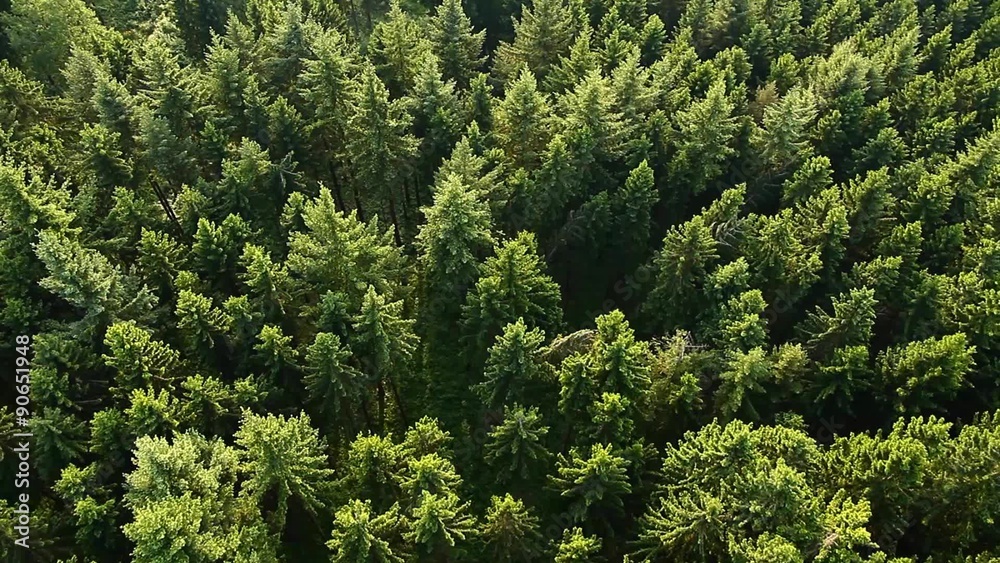 Arial View Of Forest