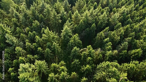 Arial View Of Forest