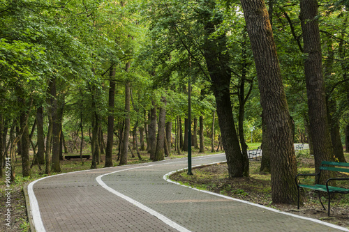 forest walk path