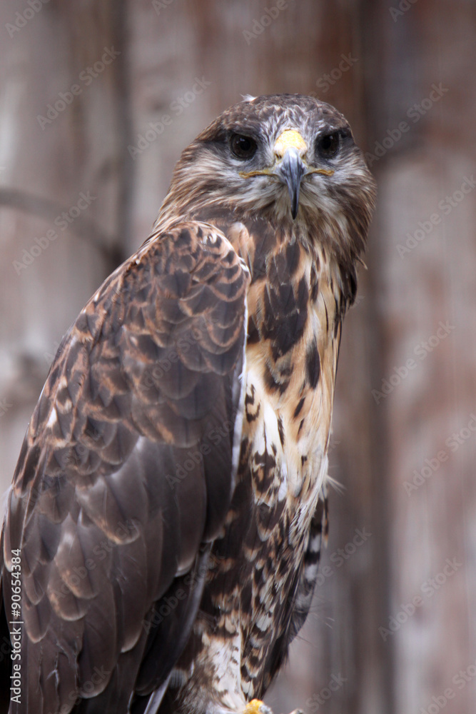 Naklejka premium Hochlandbussard