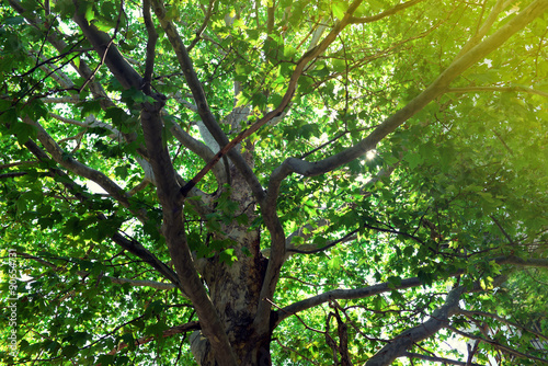 Beautiful green tree close up