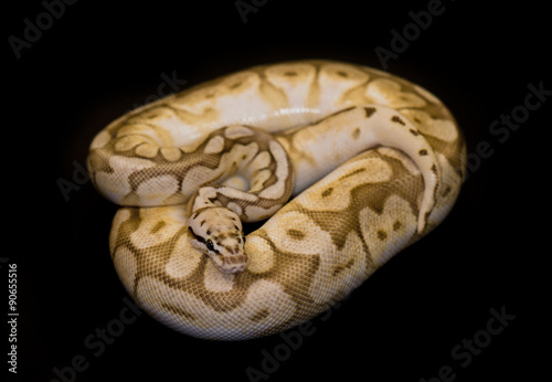 Ball Python isolated on black