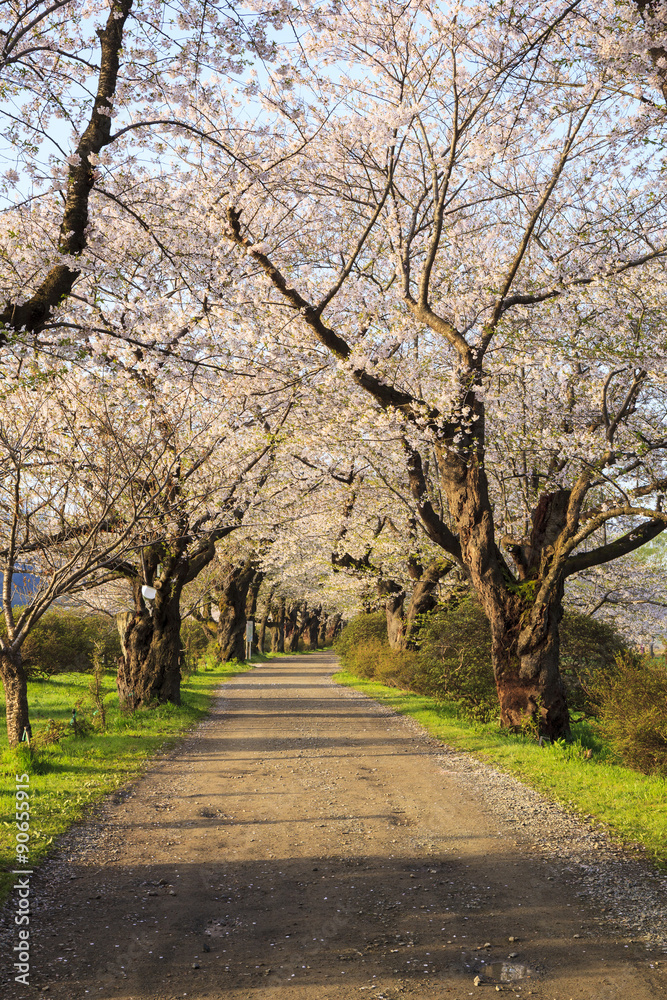 Cherry blossoms bloom path of Kitakami Tenshochi, Iwate, Japan Cherry blossoms bloom path of Kitakami Tenshochi, Iwate, Japan