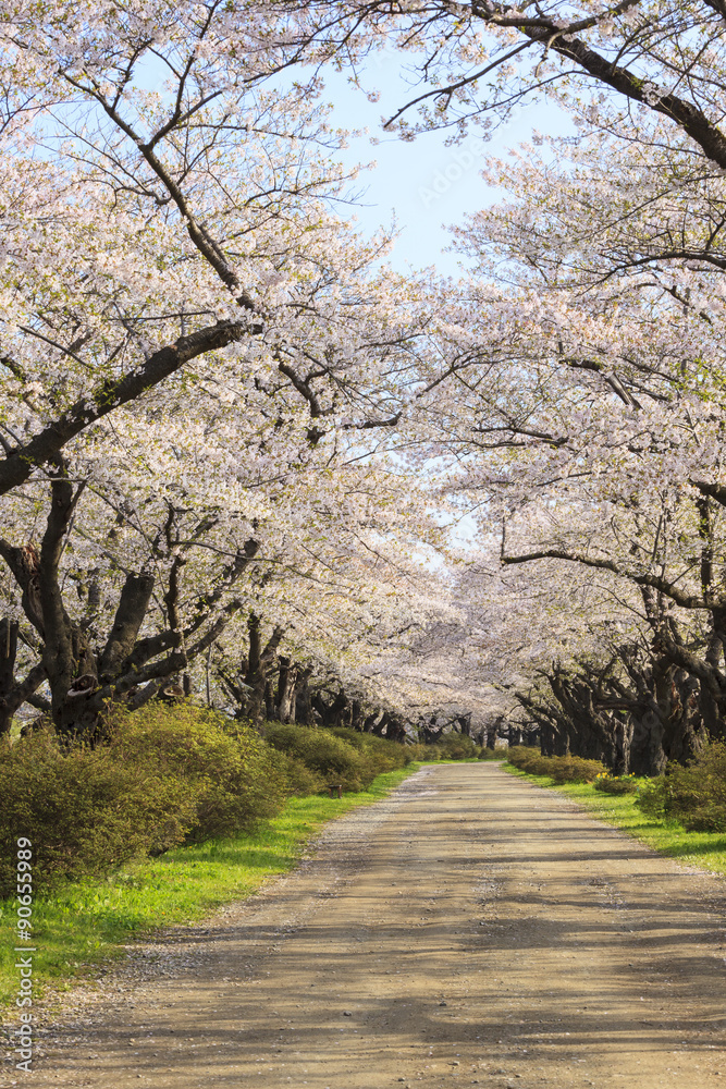 Cherry blossoms bloom path of Kitakami Tenshochi, Iwate, Japan Cherry blossoms bloom path of Kitakami Tenshochi, Iwate, Japan