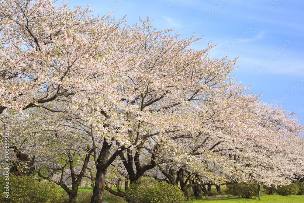 Cherry blossoms bloom path of Kitakami Tenshochi, Iwate, Japan Cherry blossoms bloom path of Kitakami Tenshochi, Iwate, Japan