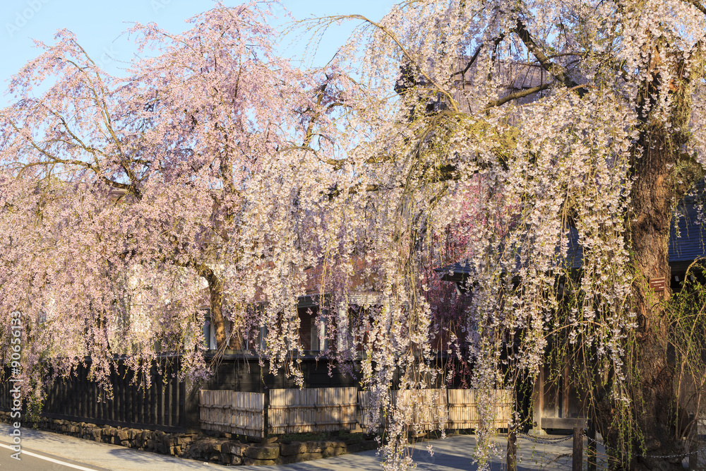 Obraz premium Weeping Cherries of Kakunodate’s Samurai District, Akita, Japan