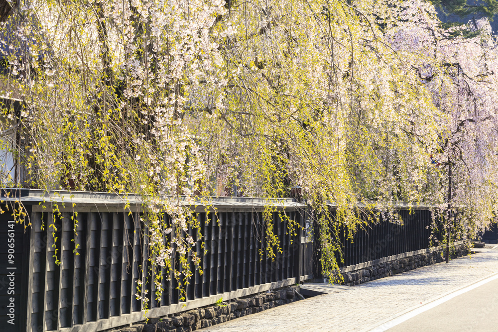 Obraz premium Weeping Cherries of Kakunodate’s Samurai District, Akita, Japan