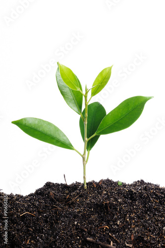 Young greenplant in soil