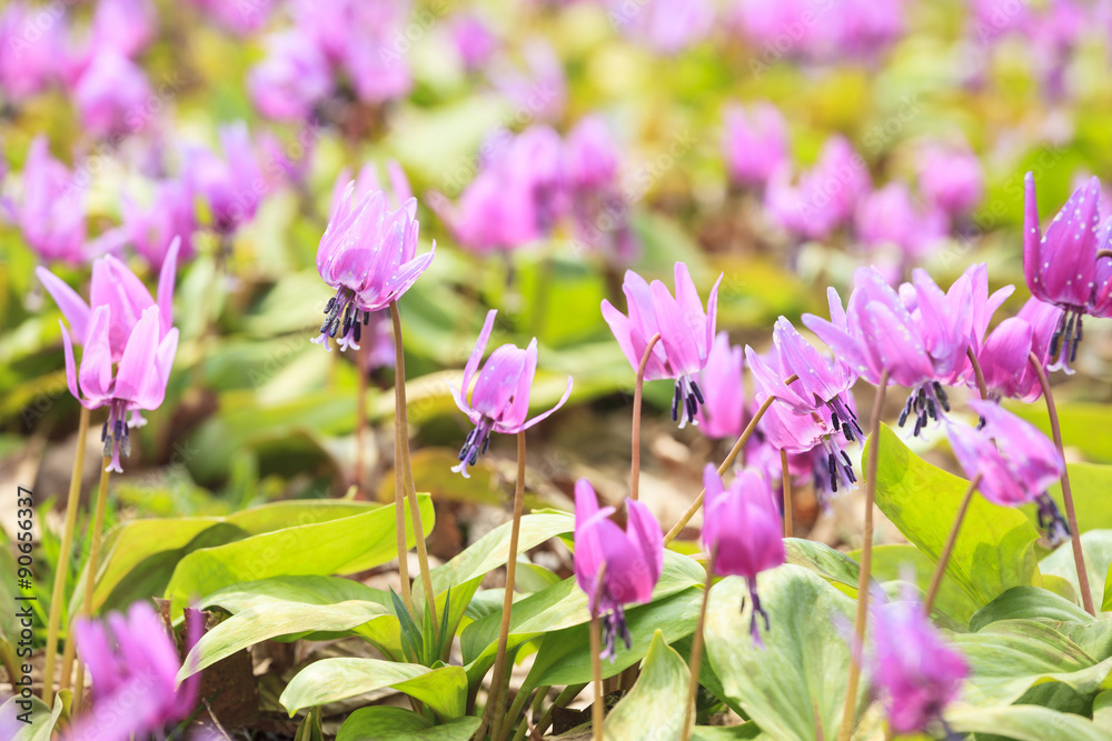 Dogtooth Violet Colony, Semboku City, Akita, Japan Dogtooth Violet Colony, Semboku City, Akita, Japan