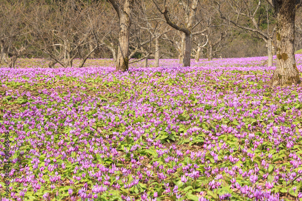 Dogtooth Violet Colony, Semboku City, Akita, Japan Dogtooth Violet Colony, Semboku City, Akita, Japan