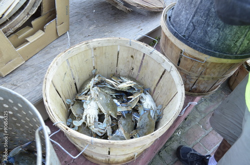 Maryland Blue Crabs being sorted by size into a wooden barrel
