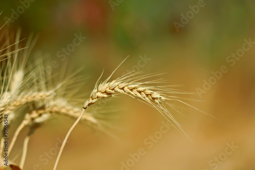 Eear of wheat on blurred summer background