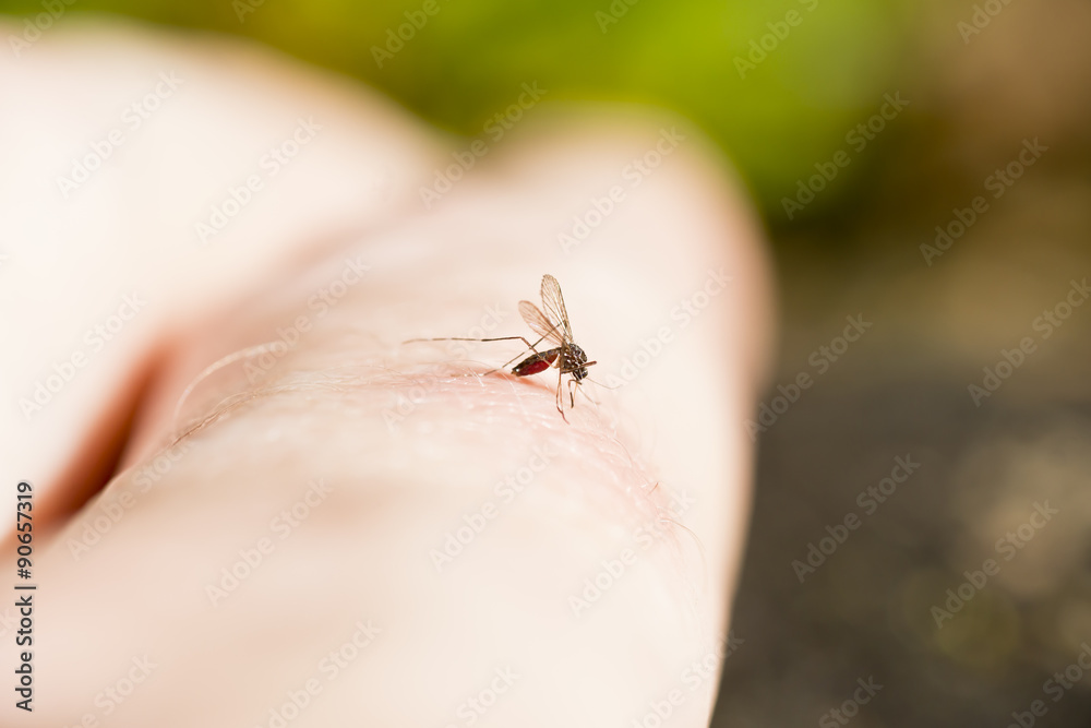 Blood Sucking Mosquito