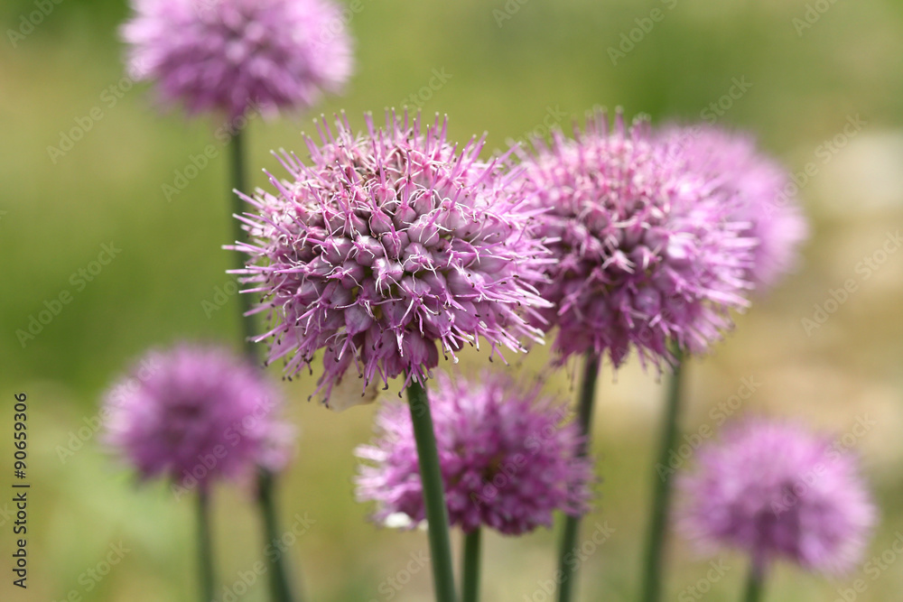 Closeup of purple wild flower on grass field in Northern India Closeup of purple wild flower on grass field in Northern India