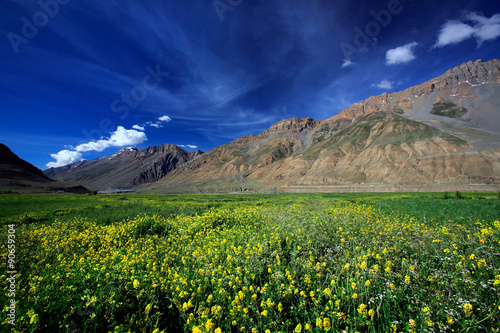 Yellow wild flower field near mountain in Northern India