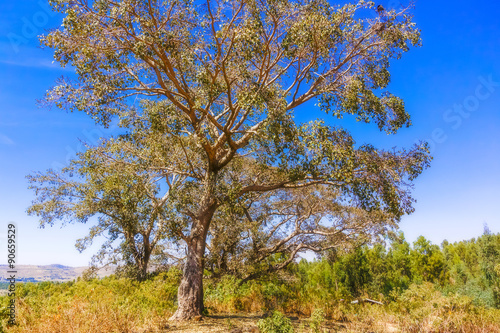 Tree in Ethipia near Seraba