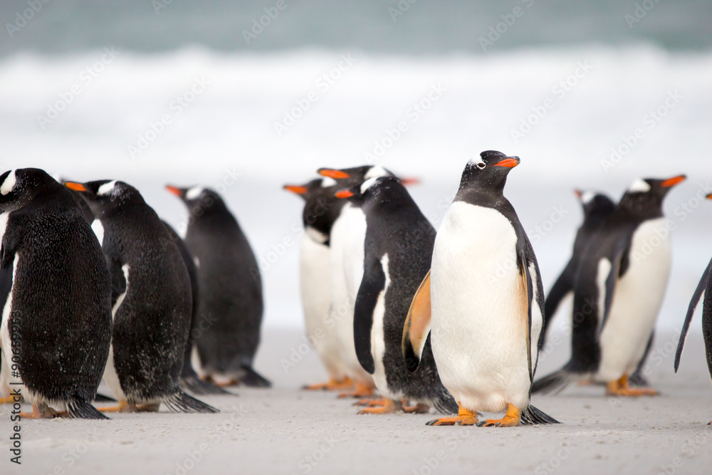 Fototapeta premium Gentoo Penguin (Pygoscelis papua) colony on the beach. Falkland