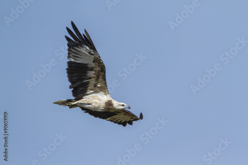 White-bellied sea eagle flying in blue sky, Sri Lanka