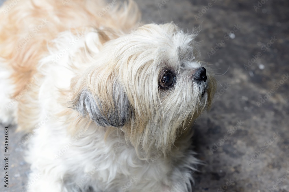 Closeup of Shih-Tzu dog sit on the ground Closeup of Shih-Tzu dog sit on the ground