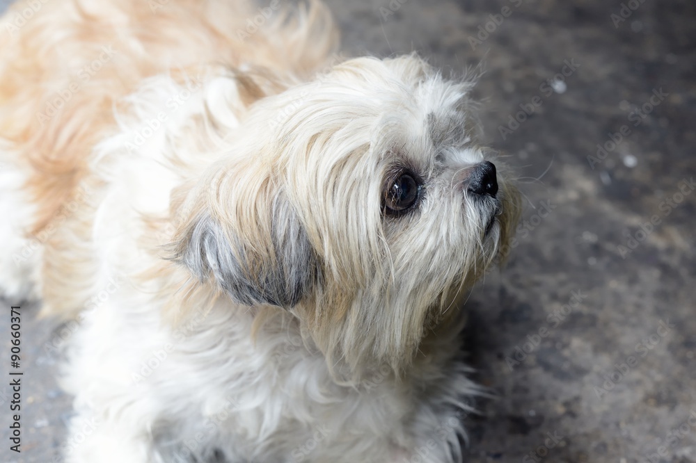 Closeup of Shih-Tzu dog sit on the ground