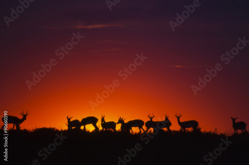siluoette di un gruppo di antilopi saltanti al tramonto  - springbok  Antidorcas marsupialis  del Central Kalahari Game Reserve in Botswana  