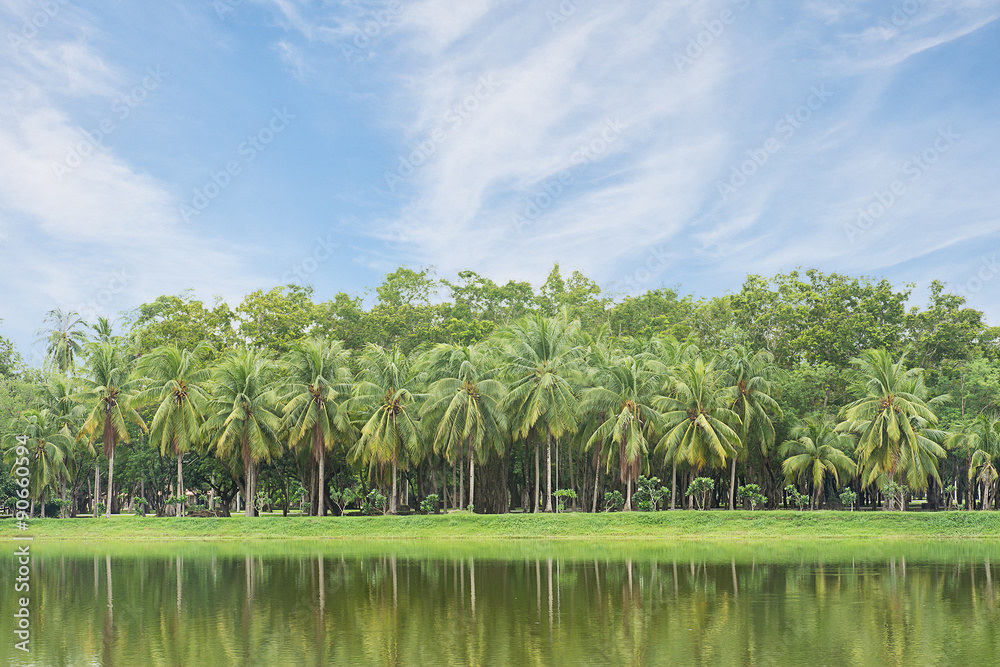 Obraz premium Coconut trees with sky background.