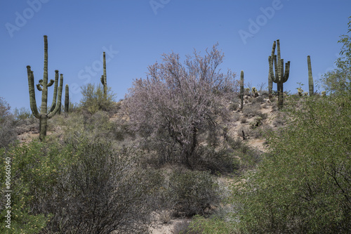 Spring in the Desert 2015-09-09 © walkingarizona