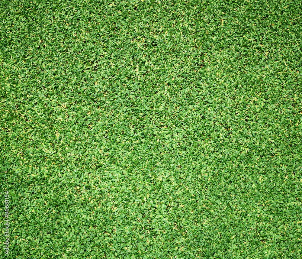 Obraz premium Beautiful green grass texture