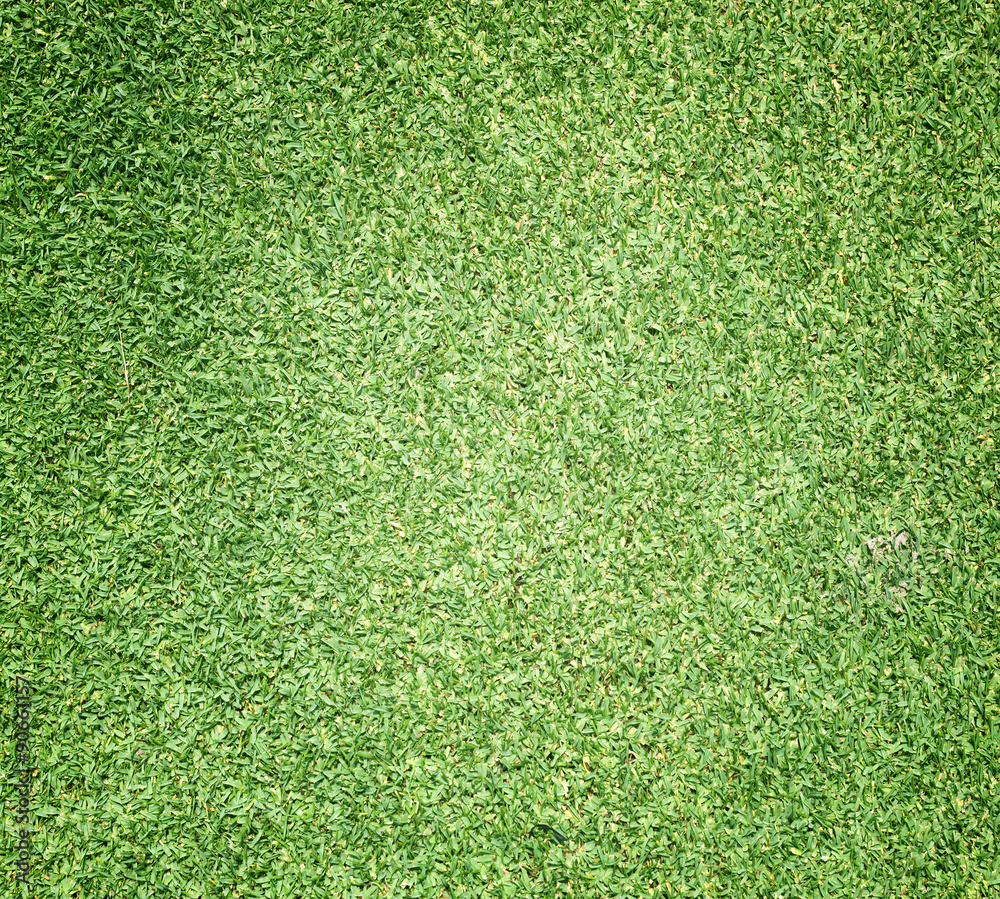 Obraz premium Beautiful green grass texture
