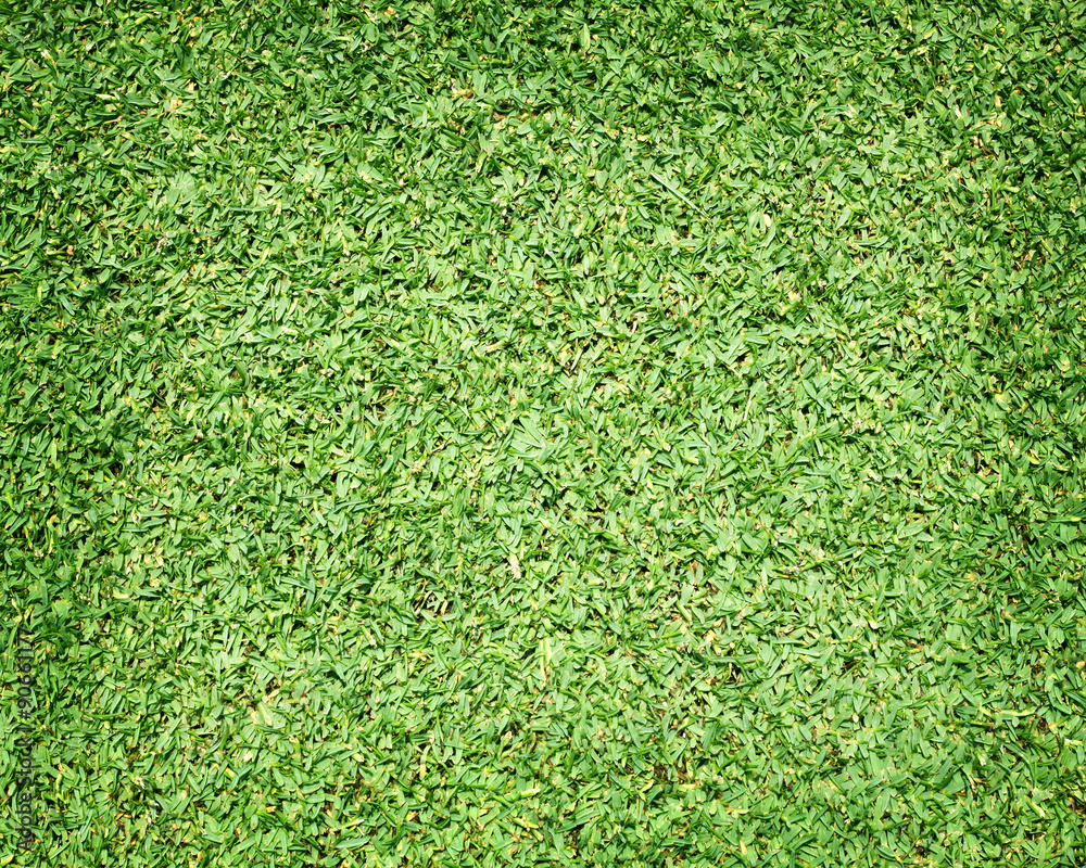 Obraz premium Beautiful green grass texture