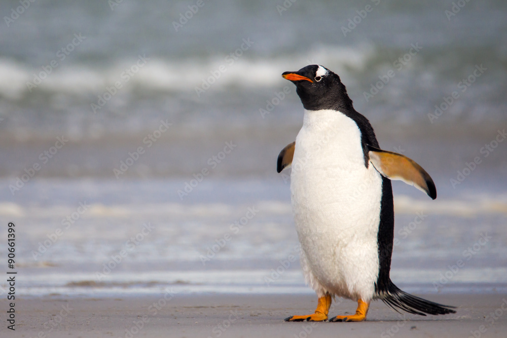 Obraz premium Grumpy looking Gentoo Penguin. Falkland Islands.