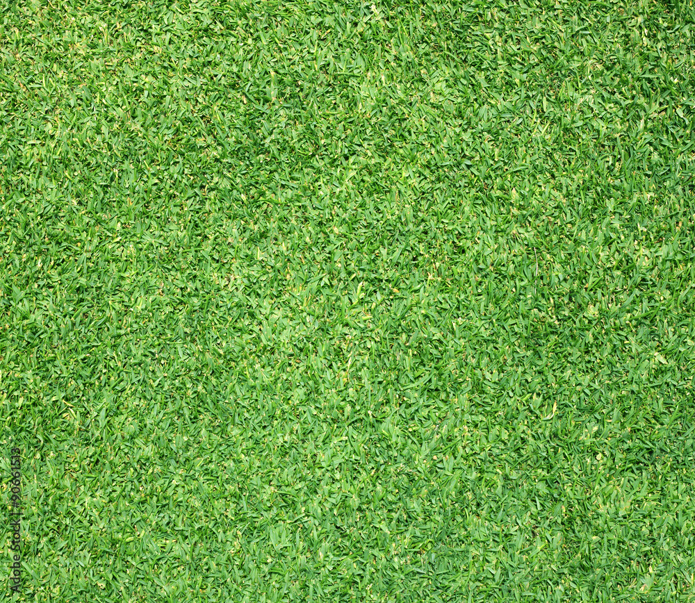Fototapeta premium Beautiful green grass texture