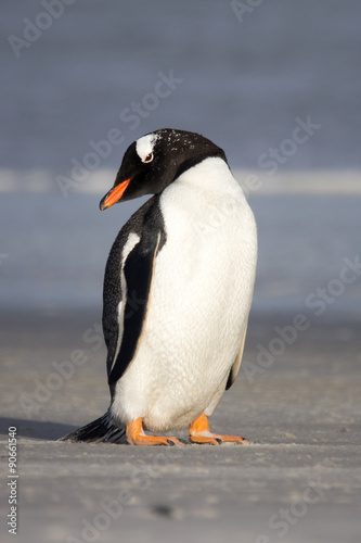 Little Gentoo penguin. Vertical Portrait