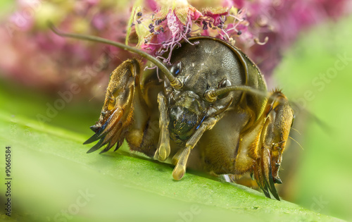 Gryllotalpa macro front legs photo