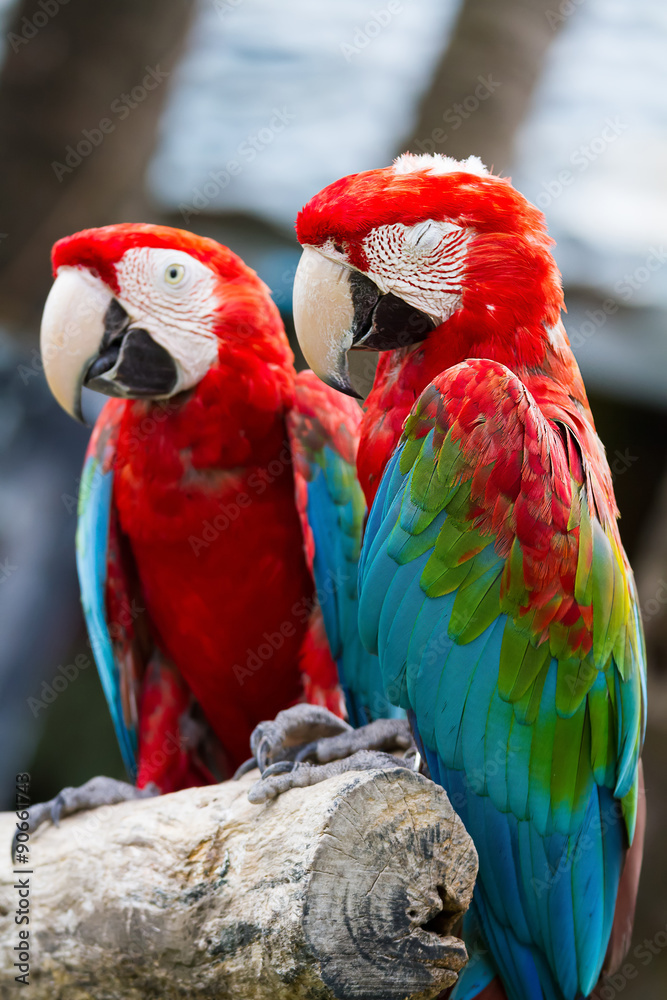 parrot parrot