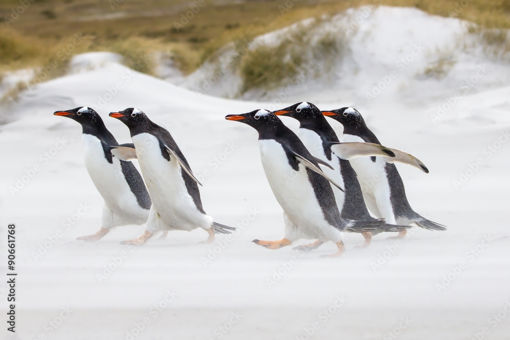 Fototapeta premium Gentoo Penguins running to the sea