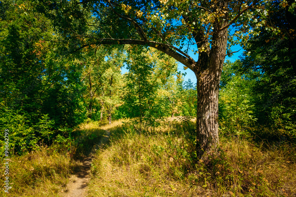 Autumn Sunny Forest Trees, Green Grass, Lane, Path, Pathway Autumn Sunny Forest Trees, Green Grass, Lane, Path, Pathway