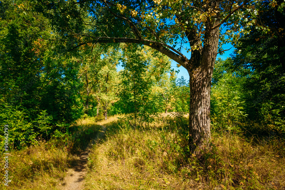 Autumn Sunny Forest Trees, Green Grass, Lane, Path, Pathway