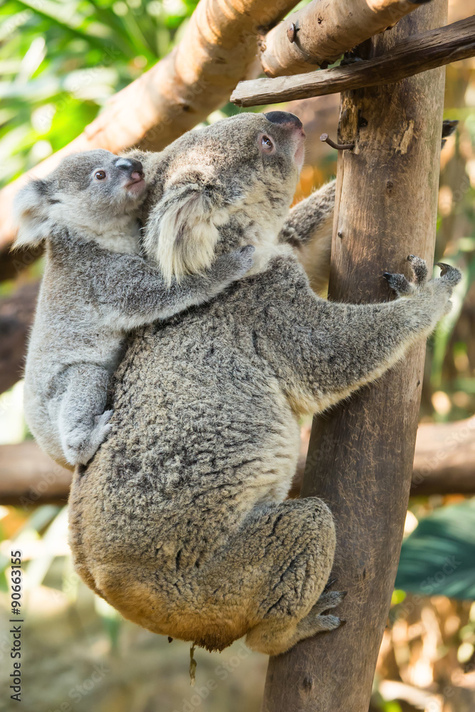 Fototapeta premium koala