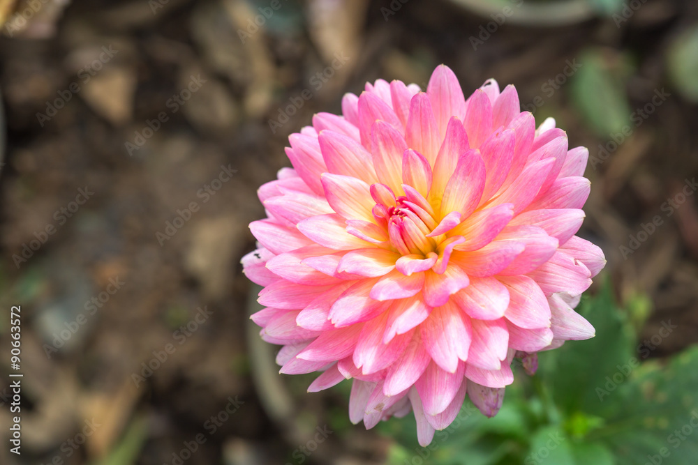 Fototapeta premium Dahlia Flower