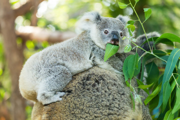 Ingelijste posters Koala Koala met donkere neus close-up  © nattanan726
