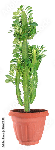 Euphorbia trigona in pot photo