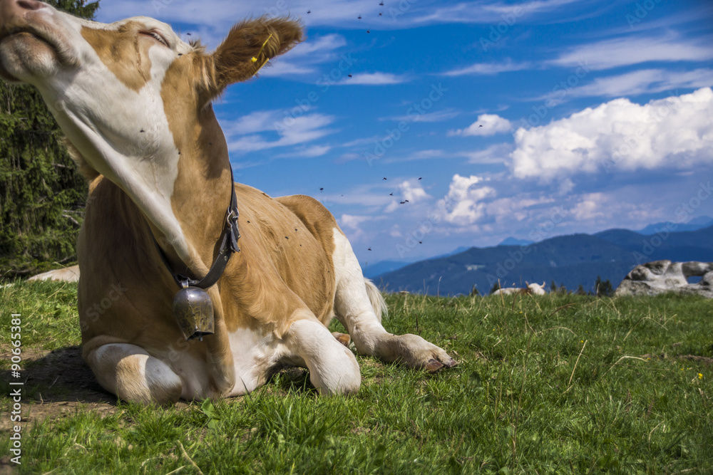 Fototapeta premium Von Fliegen genervte Kuh schüttelt sich