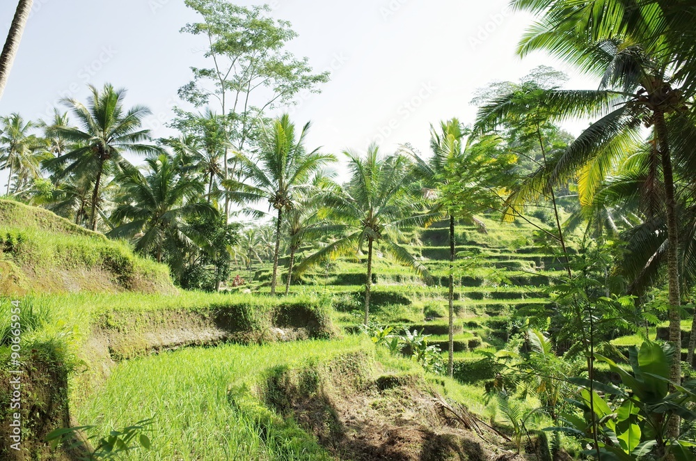 rice terrace in tegallalang bali rice terrace in tegallalang bali