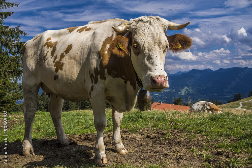 Milchkuh in den Bayerischen Alpen umgarnt von Fliegen Milchkuh in den Bayerischen Alpen umgarnt von Fliegen