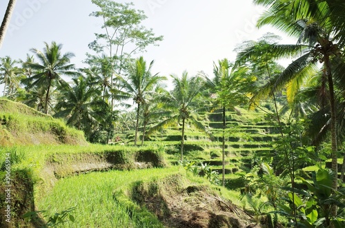 rice terrace in tegallalang bali